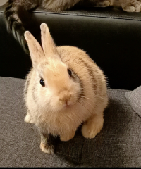 Tapioca