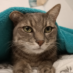 Tigrou