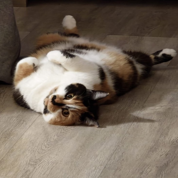 Vanille