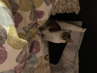Missy