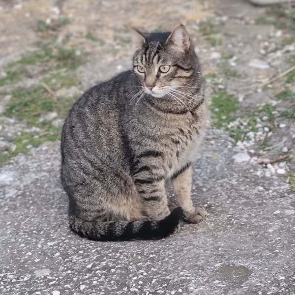 Rocky