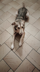 Nala