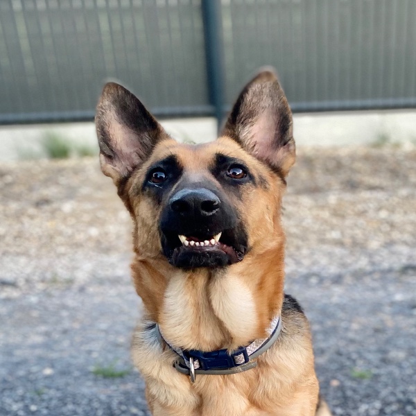 Scooby