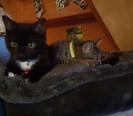 Tigrou & Blacky