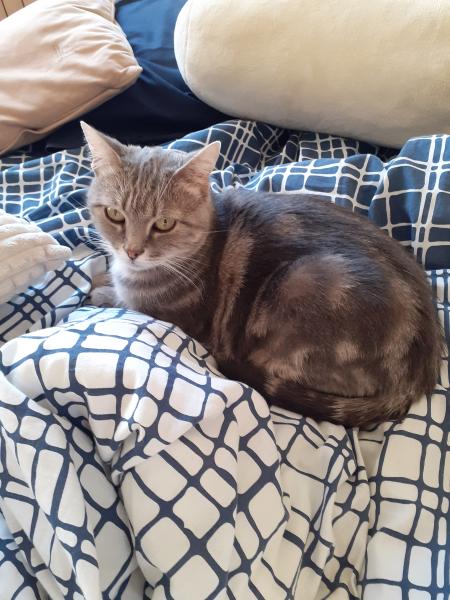 Minette