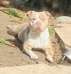 Koda