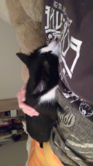 Petrouchka