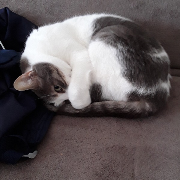 Cachou