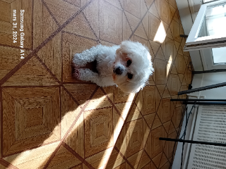 Fluffy