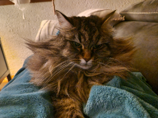 Reglisse