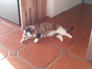 Chouquette