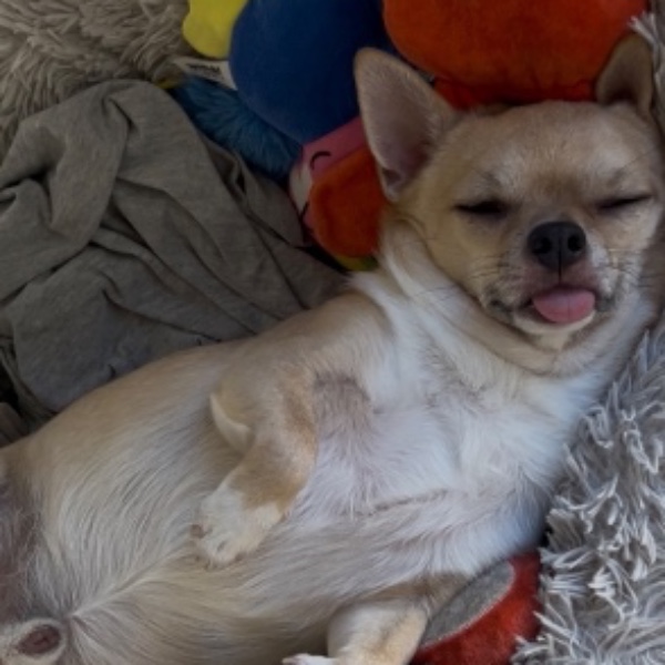 bao