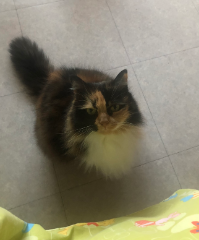 CHOUPETTE
