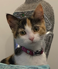 Bella