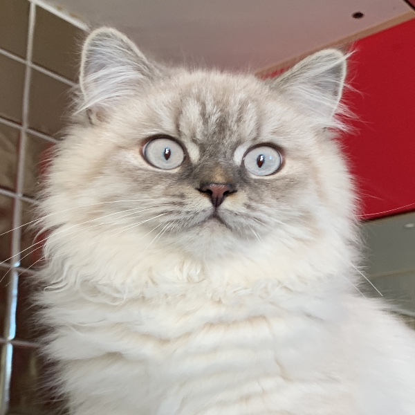 yuki
