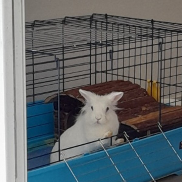 Nala