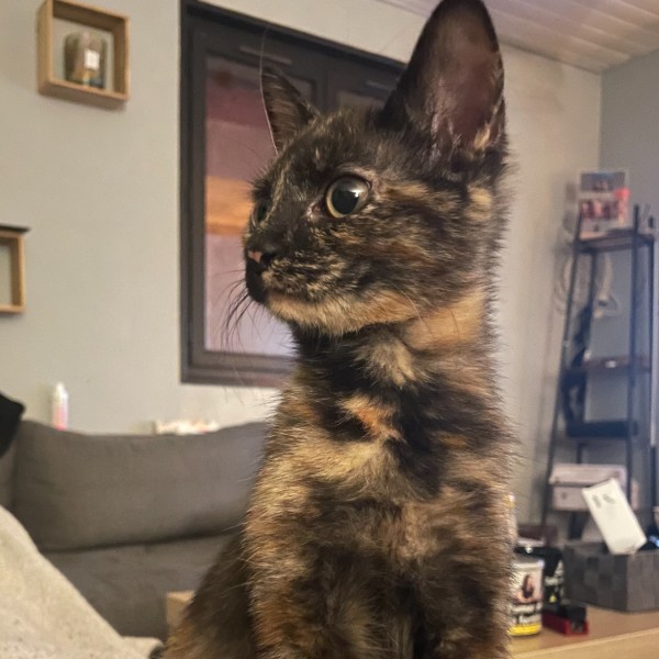 Skyla