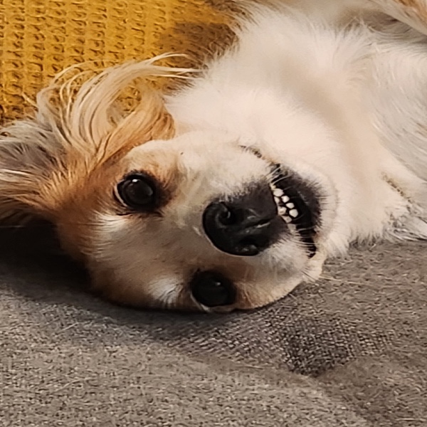 Nala