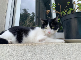 KITKAT