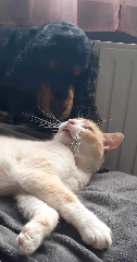 Sunny