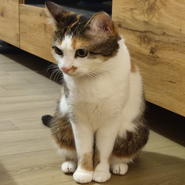 Amelia