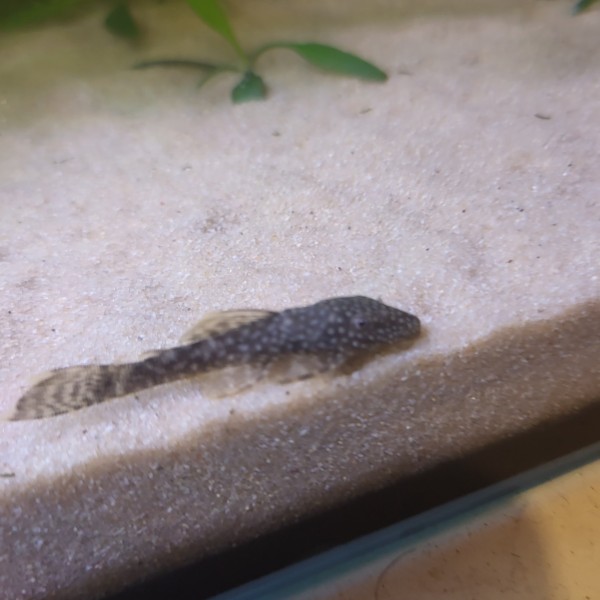 Aquarium amazonien