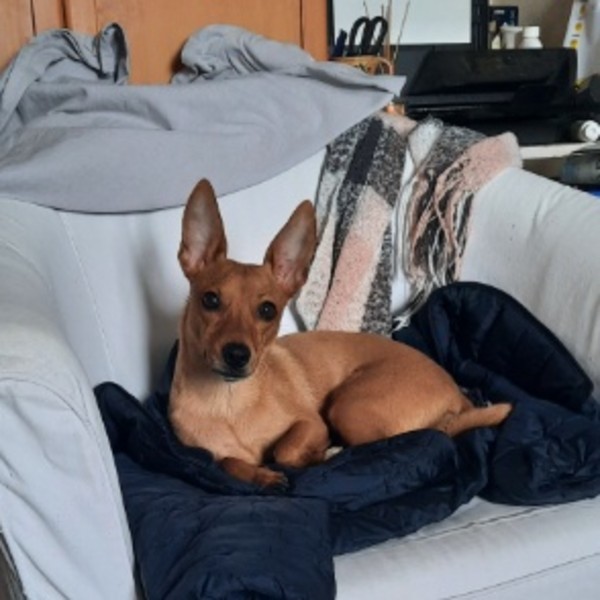 Nala