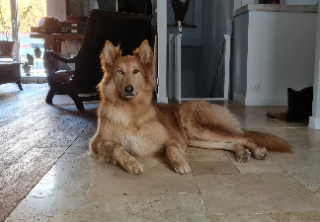 Drogo