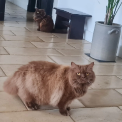Obelix