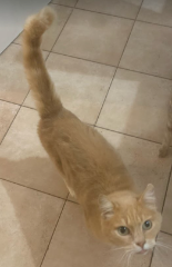 Hector