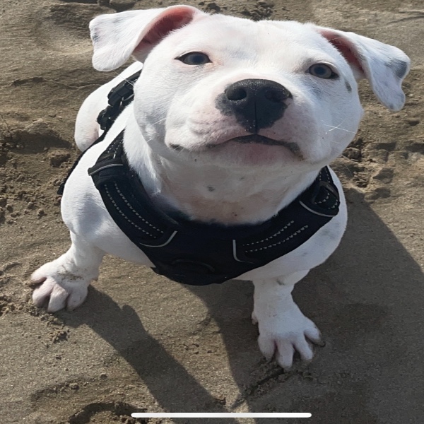 Yuki