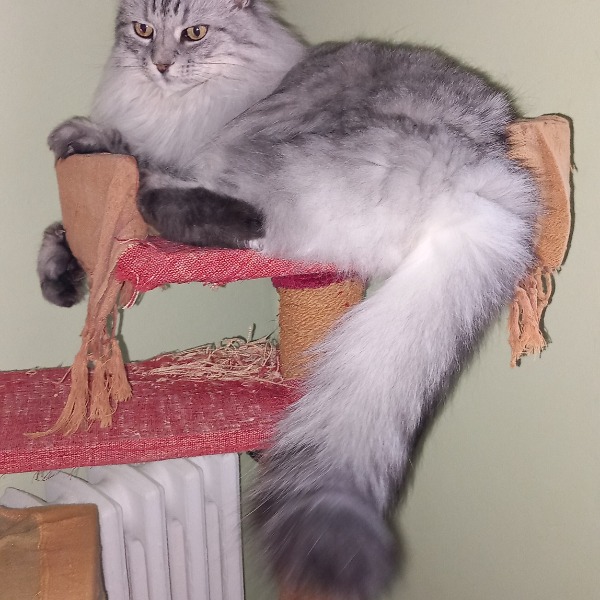 Shiva