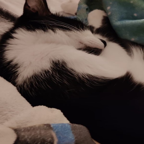 Pantoufle