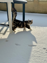 Coton