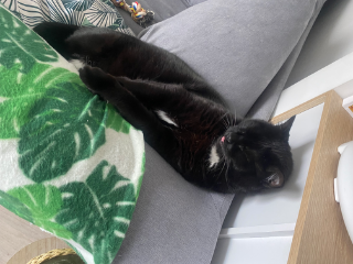 Maya