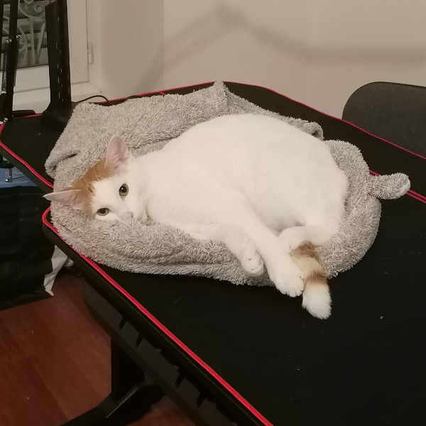 Rajah
