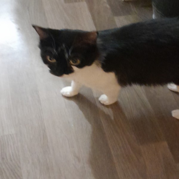 Choupette