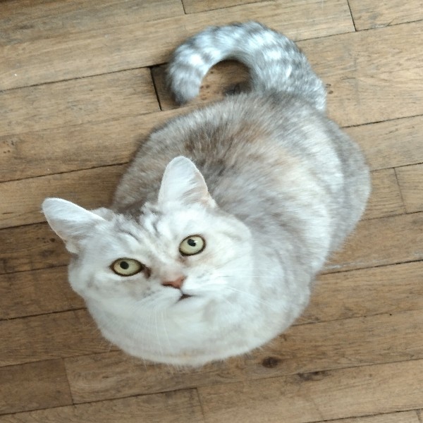 Cadix