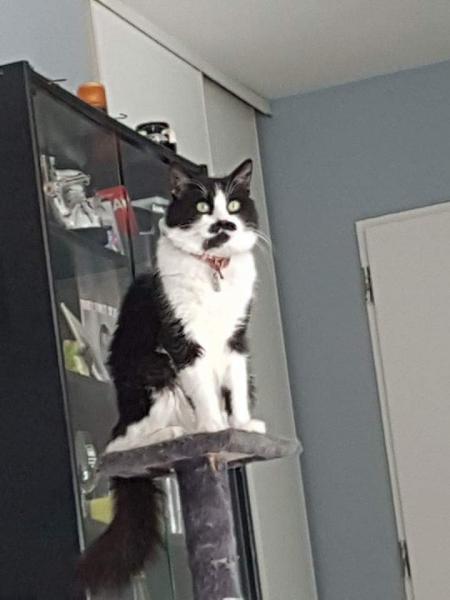 Kasko
