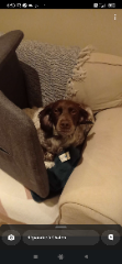 Arya