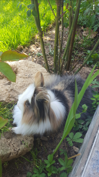 Mily