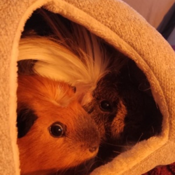 Gimli & Peanut