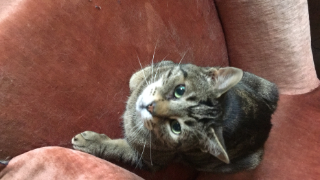 PEPPER