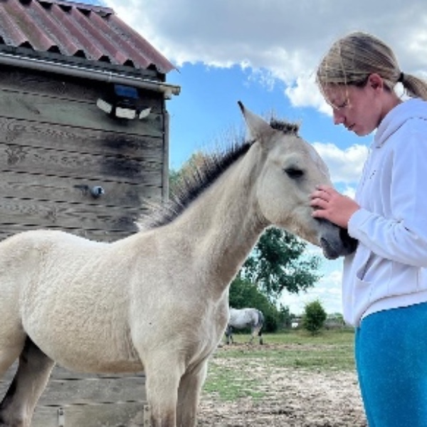 Poneys