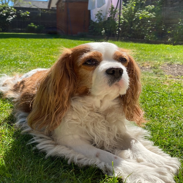 Jasmine