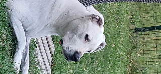 Indie