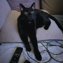 Sherlock