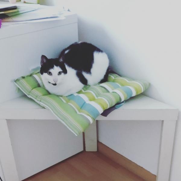 Naya