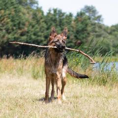 Aeris