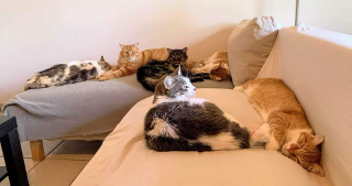 Les chats